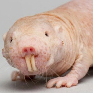 mole strat 2