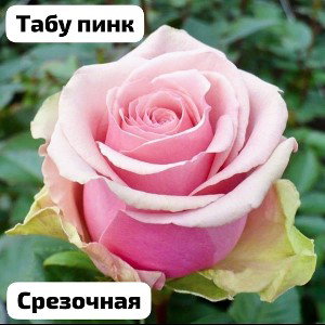 всем привет кто нибудь может скинуть конспект на тему моя будущая работа гатовая работа для студентов по теме моя профес