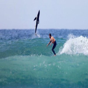 (snippet)Surfin da waves while I'm avoiding a shark