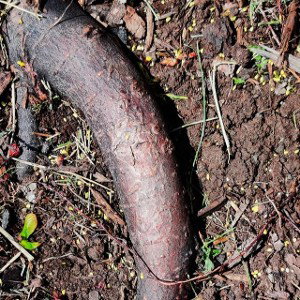 Dick in the Dirt