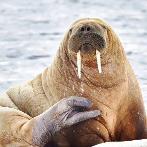 Hitman The Walrus 