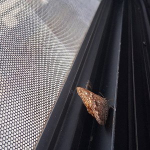 DANGERUSS