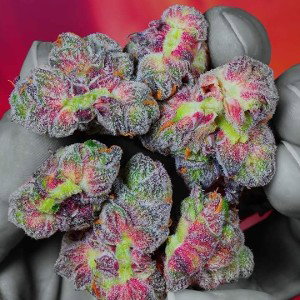 BadNewzBagz - BadNewzBagz - Gelato poetry 