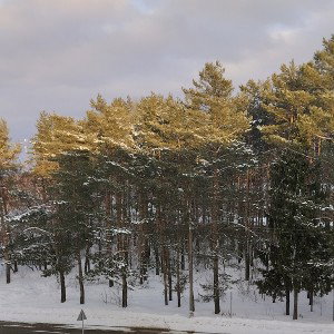 Гречка
