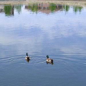 drowning
