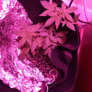 eastern lights 