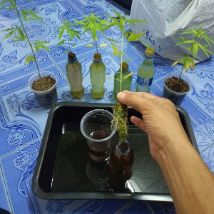 money weed 
