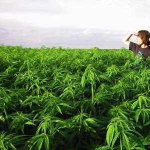 Horticulturist (Feat; Zilla)