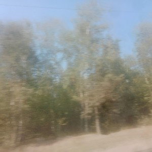 битва солнце лес грибы