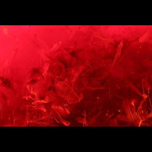 rEds