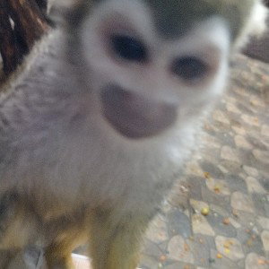 Обезьяний С.К.А.М