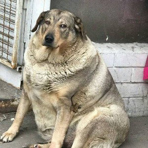 биг чанки