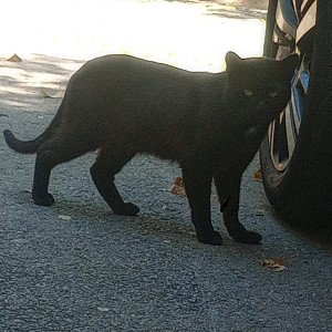 freestyle black_cat ig