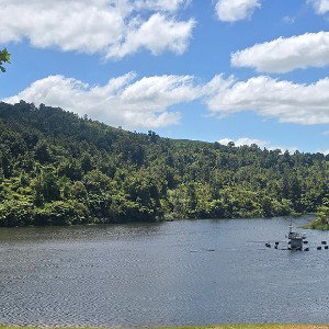 untamed