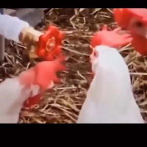 руссорезка 2