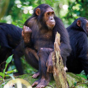 Katira 
