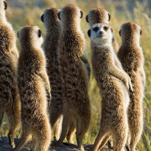 ryan starz - Put these rats under ground like a meerkat Disloyalty is so repulsive 