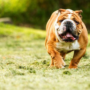 doogy dog no scream 