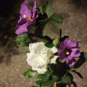 #lafleurdelaction