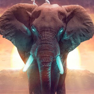 Elephant x Lil Sammy