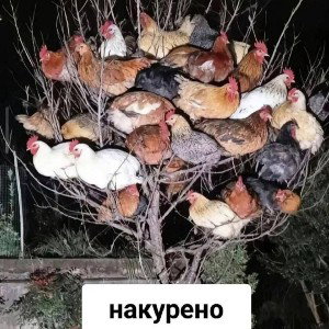 городские легенды