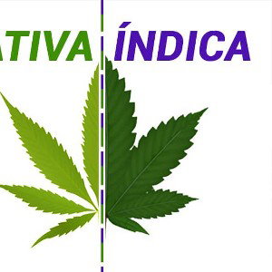 indica