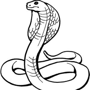 swift bite