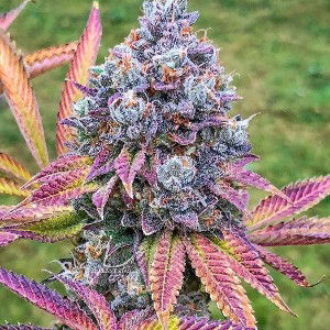 Criminal Mind of State (Kush)