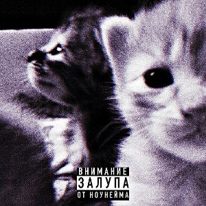 мы похожи на котят