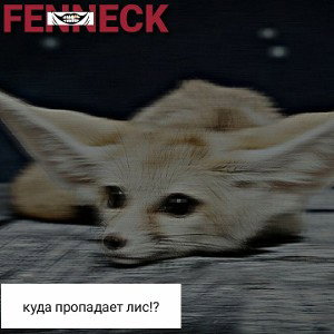 куда пропадает лис!?