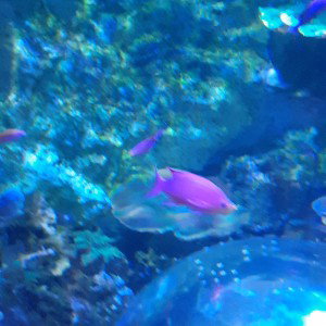 Guppy