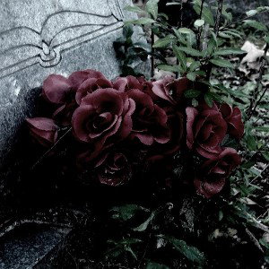 no angel - розы на могилу
