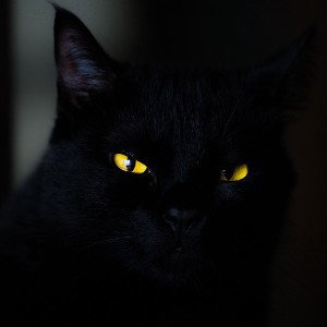 Котик🐈‍⬛💔