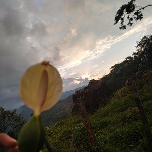 DÉJAME ABRAZARTE (THC-Rap)
