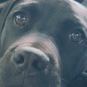 Cane Corso