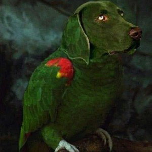 El Beliko🦠🦠(perro pal perico)