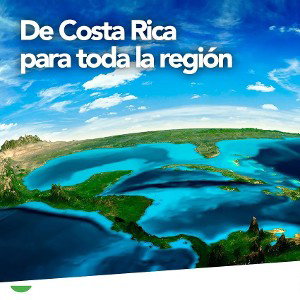 semilla rompe piedra 🇨🇴🇨🇷🍀
