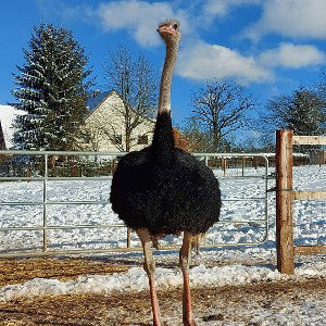 VOGELSTRAUẞ ( RAPFAME EXCLUSIVE)