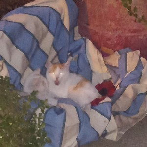  La historia de 2 gatos callejeros y de 2 amigos
