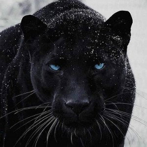 Trap Hardcore