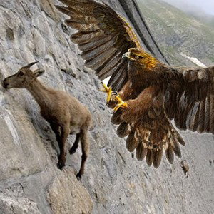 Ascension pt 3🦅Spiritual Algorithm🦅