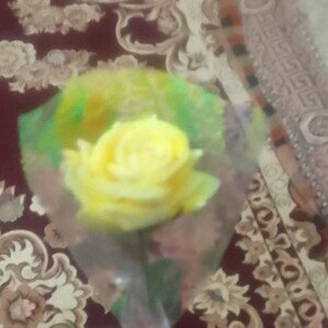 قفسده بلبل