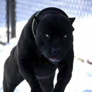 TANK