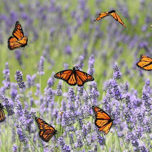 ButterFlies Arise