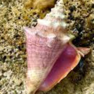 Cerebral consciousness conch shell