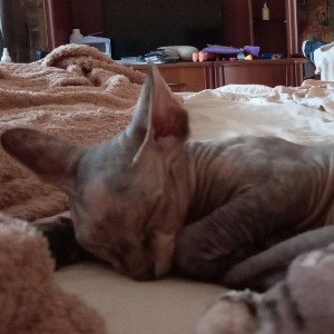Кошка ибаная кошка