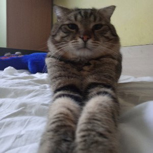футбол смотрю я
