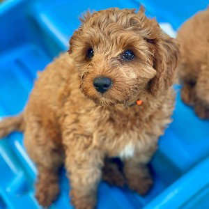 puppy