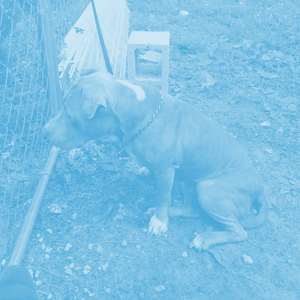 were my dawgz (Nightcore)