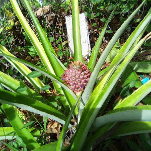 🍍 thorN essence 